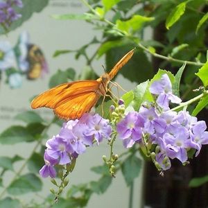 Meet your Posher, Alyson